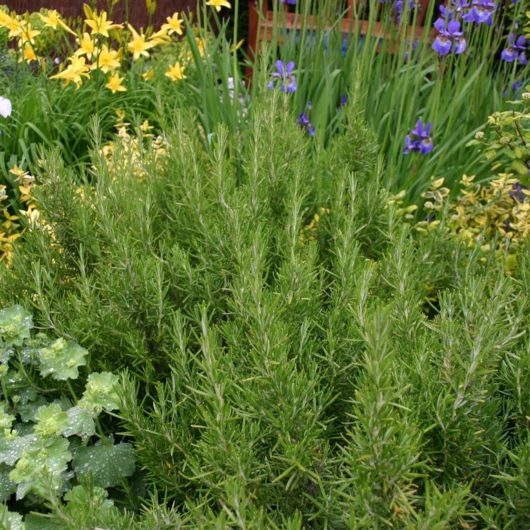 Rosmarinus officinalis 'Arp' (Rosemary)