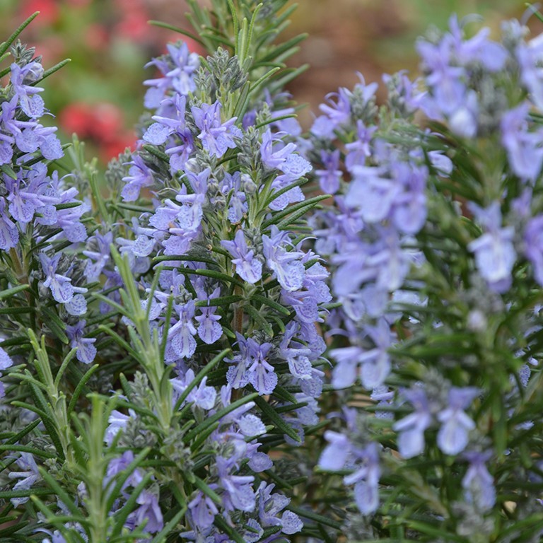 Rosmarinus officinalis 'Ginger' (Rosemary)