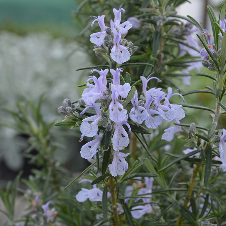 Rosmarinus officinalis 'Gorizia' (Rosemary)