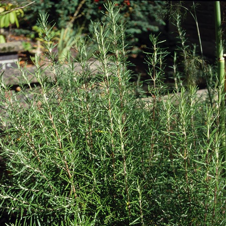 Rosmarinus officinalis 'Miss Jessopps Upright' (Rosemary)