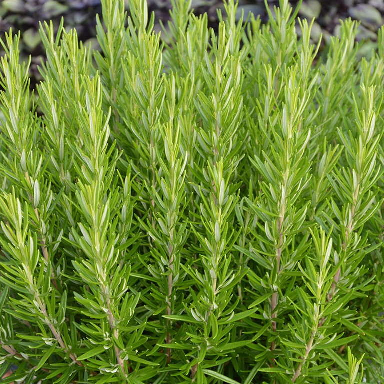 Rosmarinus offiicinalis 'Proper Job!' (Rosemary)