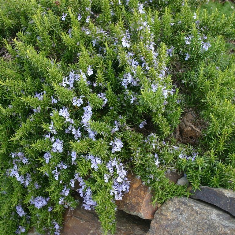 Rosmarinus officinalis 'Prostratus' (Rosemary)