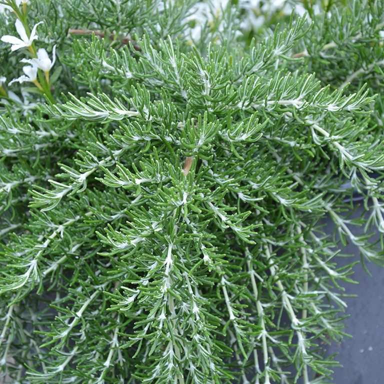 Rosmarinus 'Roman Beauty' (Rosemary) (P)