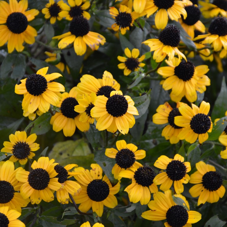 Rudbeckia triloba 'Blackjack Gold'