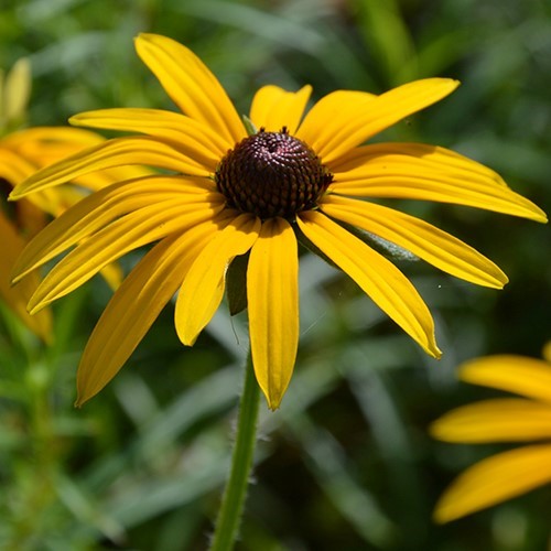 Rudbeckia fulgida var. deamii