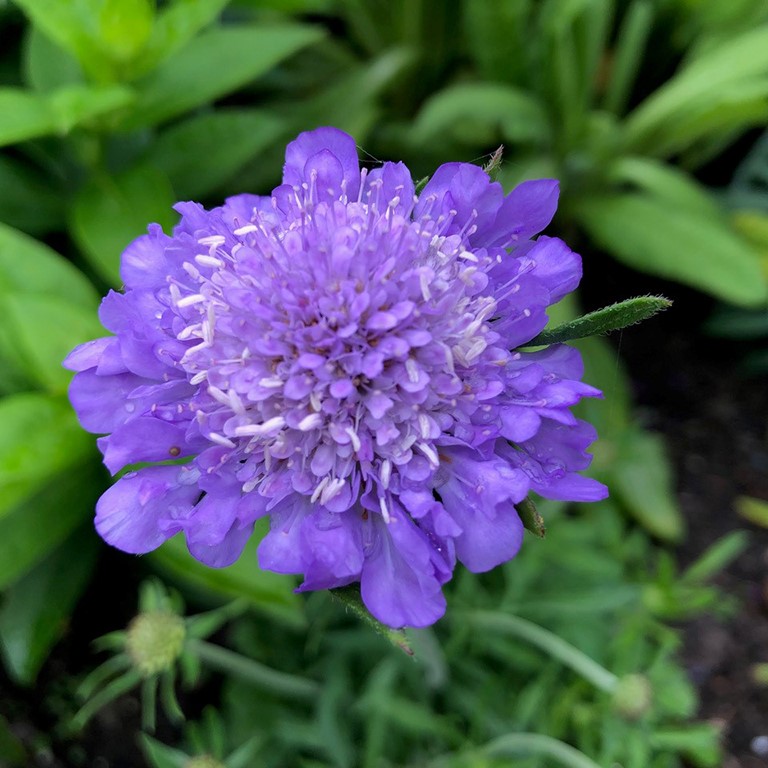Scabiosa incisa Kudo 'Blue' (P)