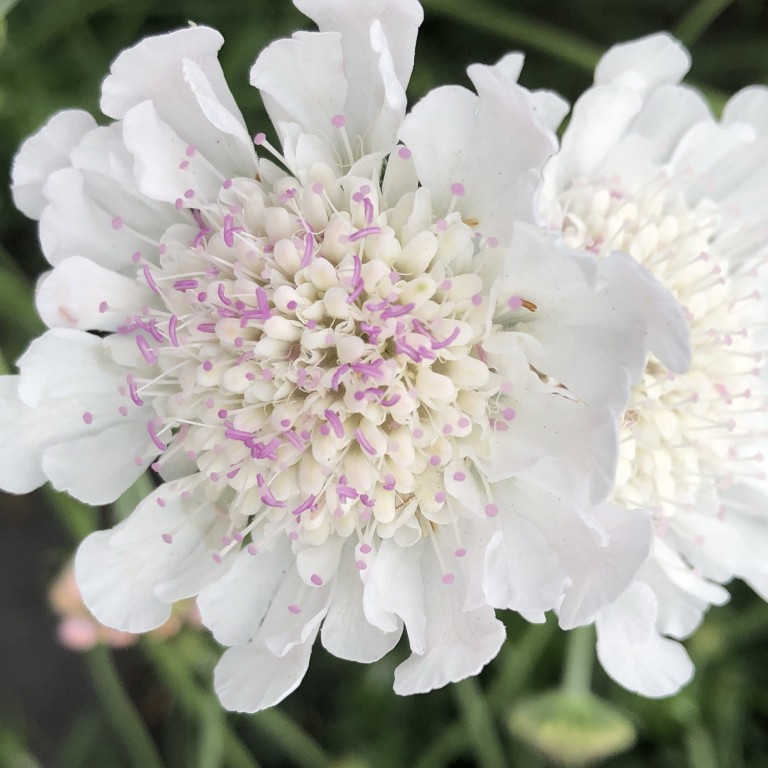 Scabiosa incisa Kudo 'White' (P)