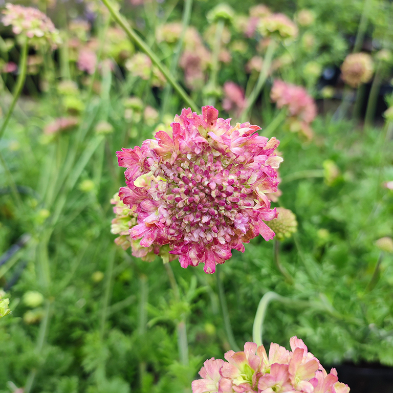 Scabiosa 'Magic' (P)