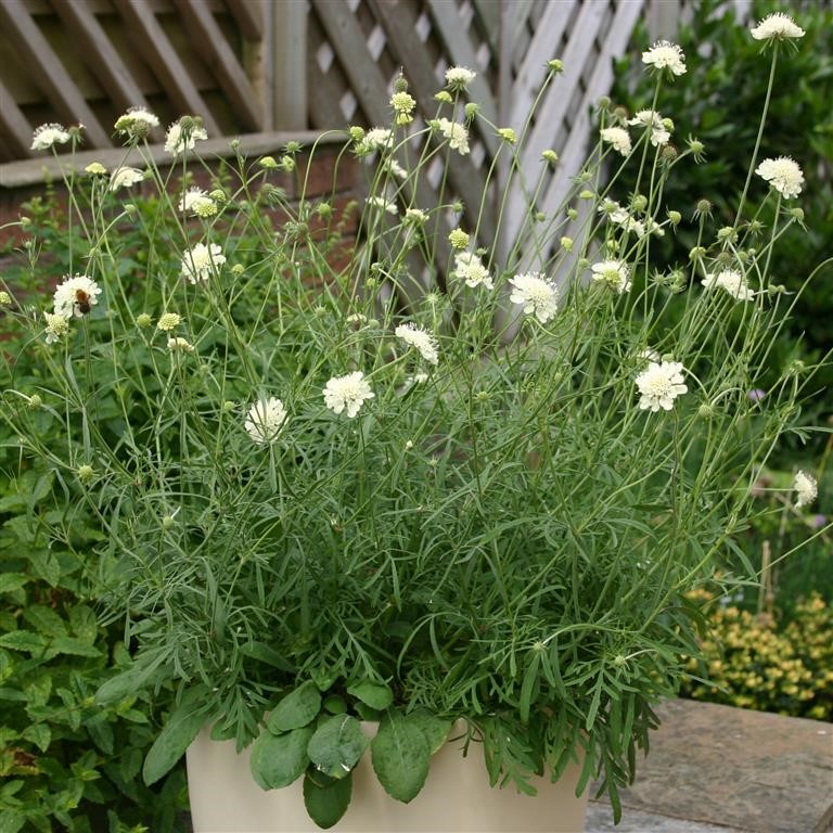 Scabiosa ochroleuca 'Moon Dance'