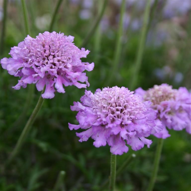 Scabiosa 'Vivid Violet' (P)