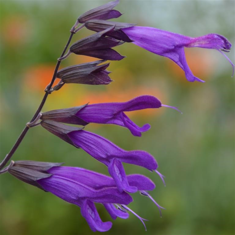 Salvia hyb. 'Amistad' (P)