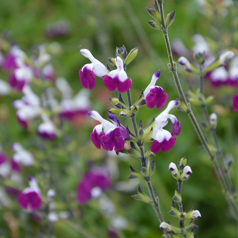 Salvia  'Amethyst Lips' (P)