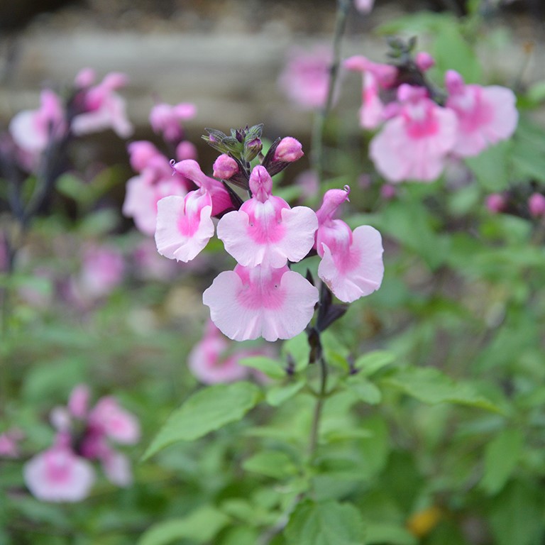Salvia  'Angel Wings' (P)