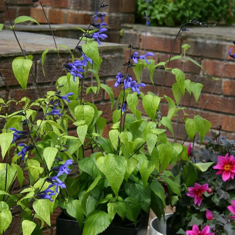 Salvia guaranitica 'Black & Blue'