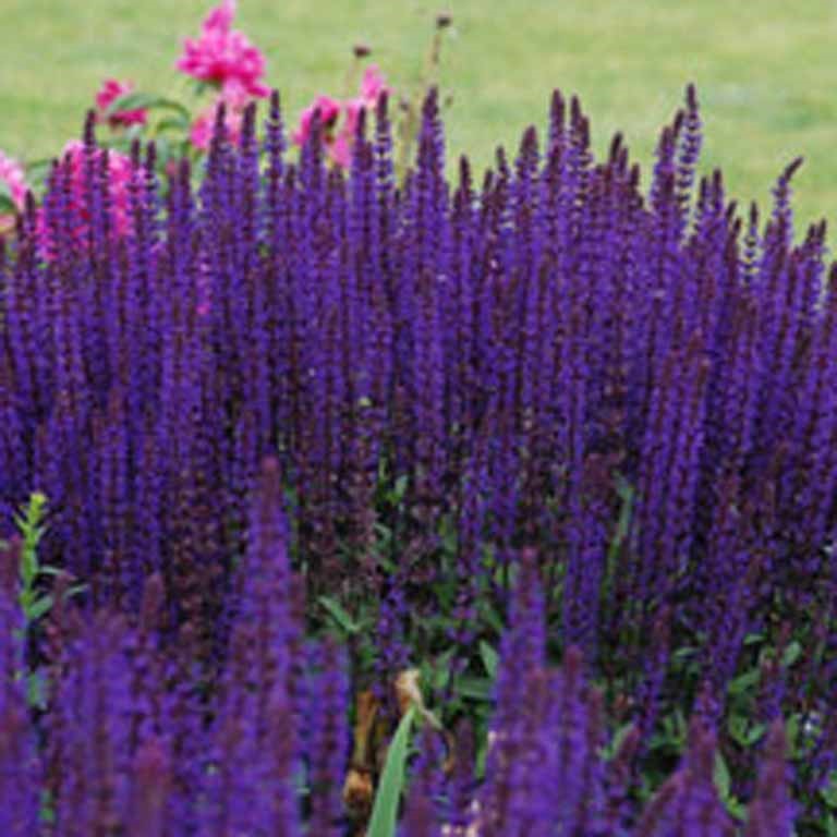 Salvia nemorosa 'Caradonna'