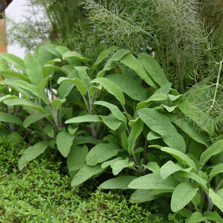 Sage officinalis 'Common Broad Leaf'