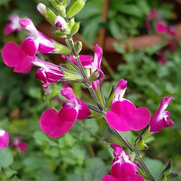 Salvia greggii 'Cherry Lips' (P)