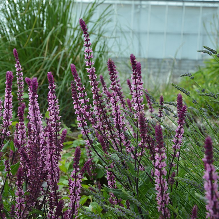 Salvia nem. Caradonna 'Pink Inspiration' (P)