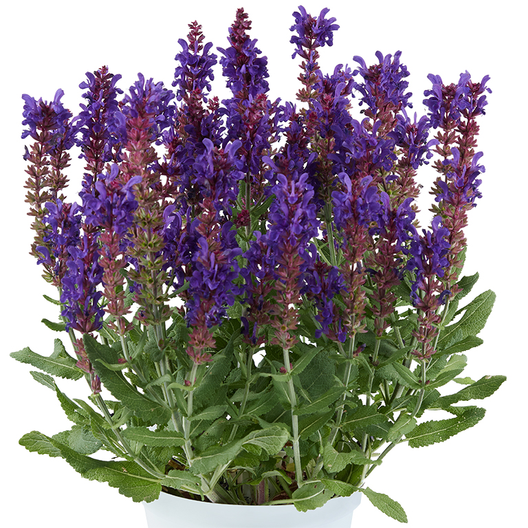 Salvia nem. 'Dark Matter' (P)