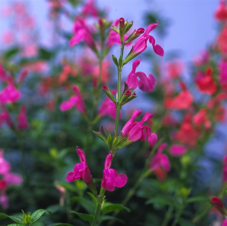 Salvia microphylla 'Trewithen Cerise'