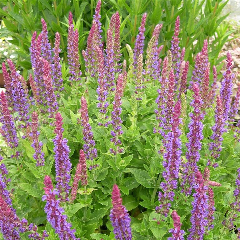 Salvia nem. 'East Friesland'