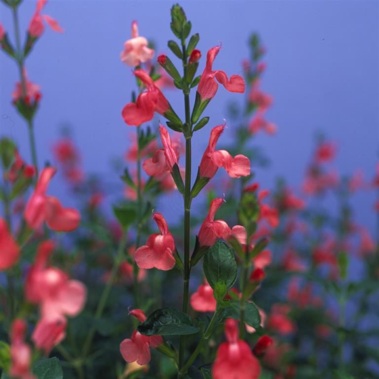 Salvia microphylla 'Trelawny Rose Pink'