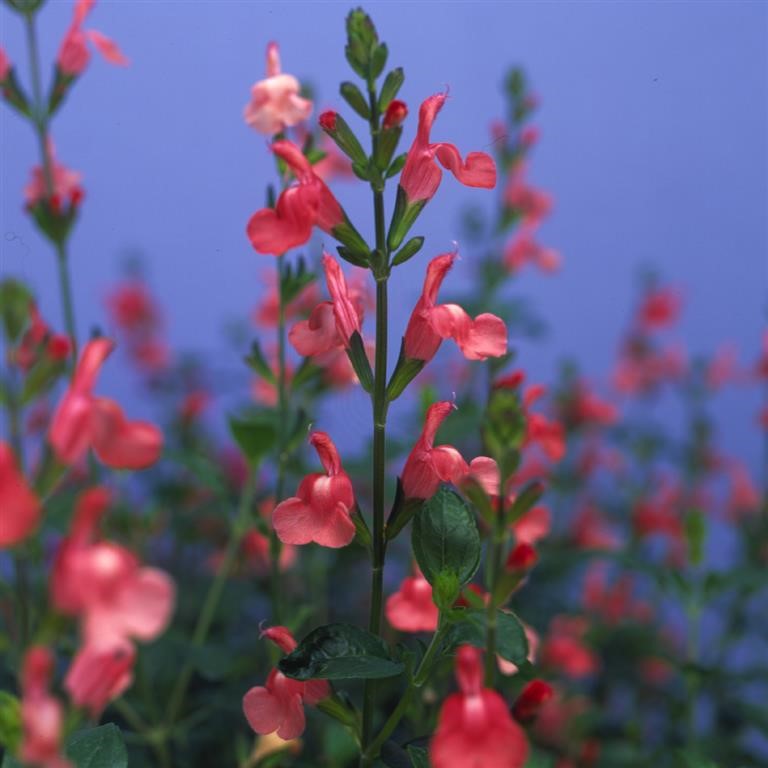 Salvia  'Trelawny Rose Pink'