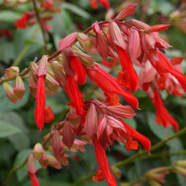 Salvia buc. 'Embers Wish' (P)