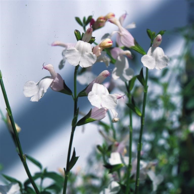 Salvia microphylla 'Trebah Lilac White'