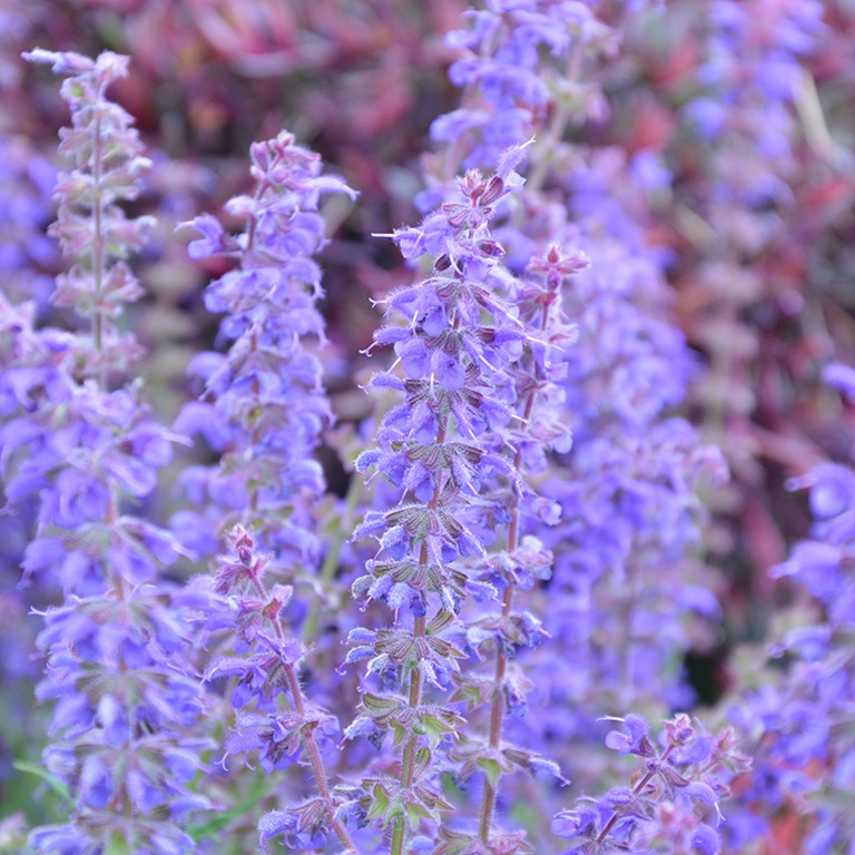 Salvia spp. 'Feathers Peacock' (P)