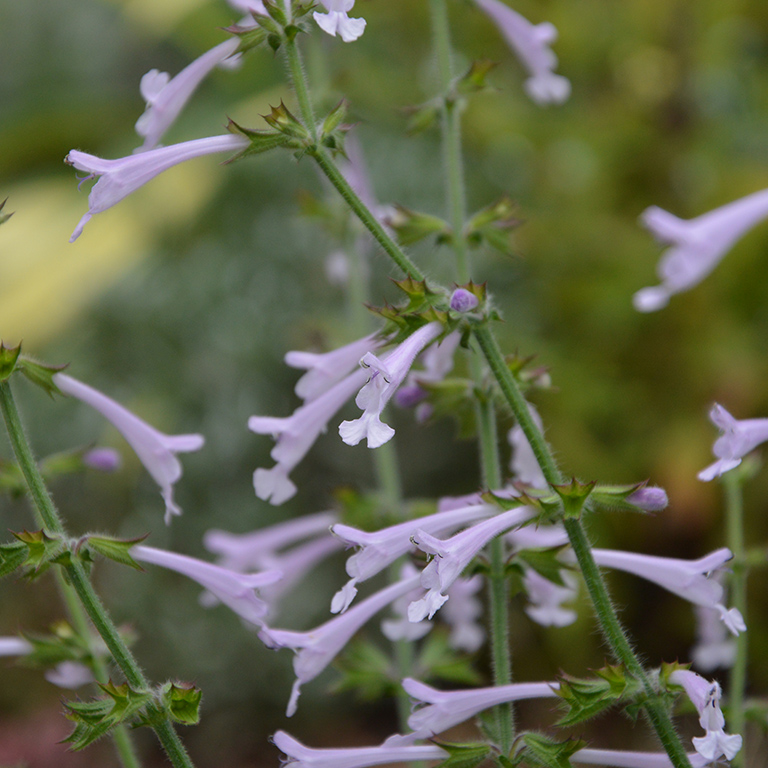 Salvia scabra 'Good Hope'