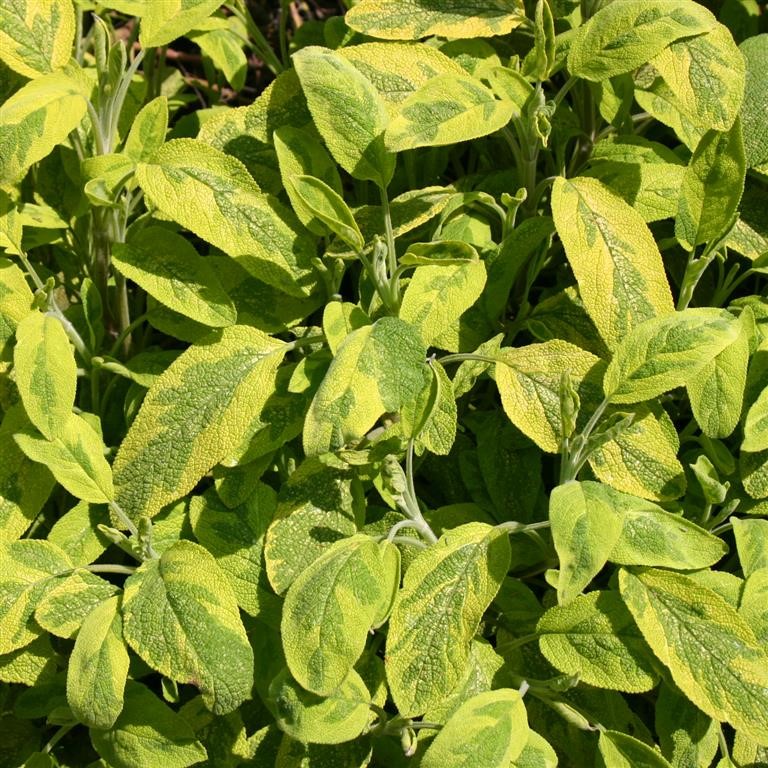 Sage officinalis 'Icterina (Gold)'