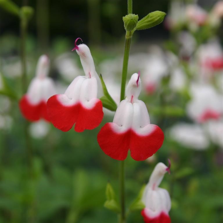 Salvia microphylla 'Hot Lips' (VR)