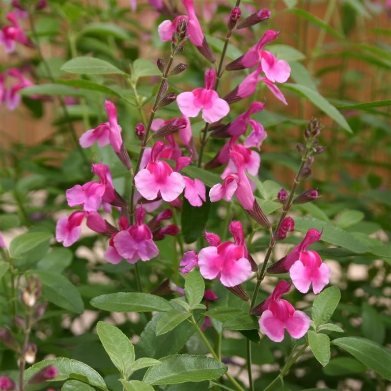 Salvia greggii 'Icing Sugar' (P)