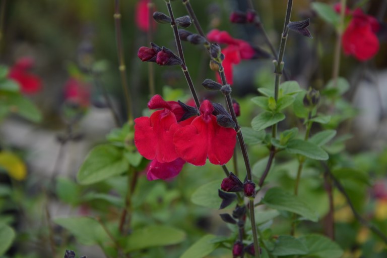 Salvia  'Jemima's Gem' (P)