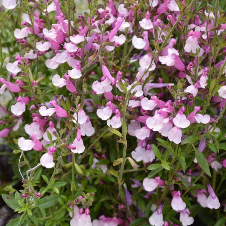 Salvia greggii 'Joy' (P)