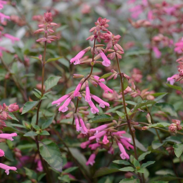 Salvia buc. 'Kisses & Wishes' (P)