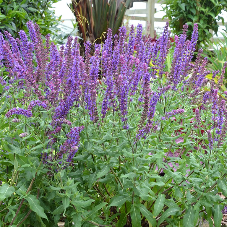 Salvia 'Kate Glenn' (P)