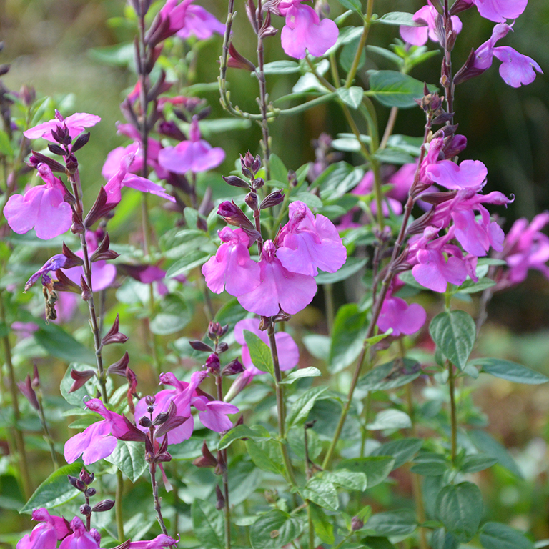 Salvia  'Lalarsha' (P)