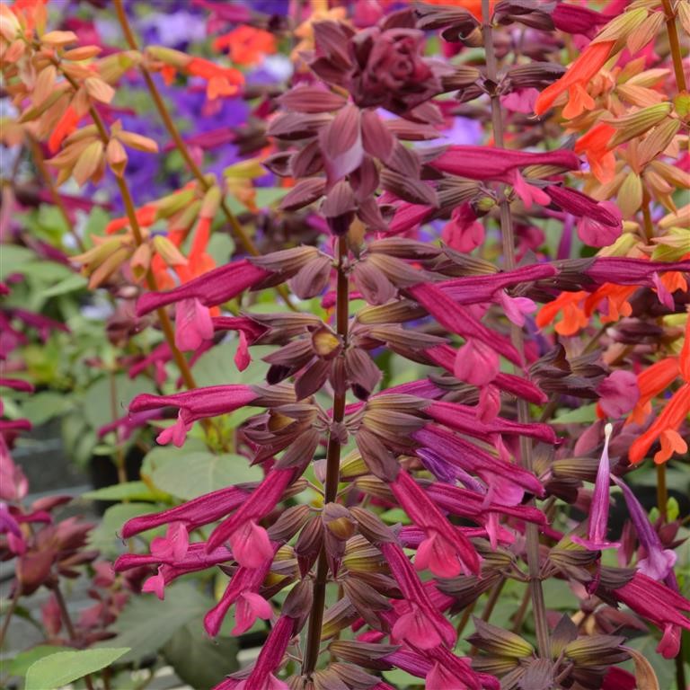 Salvia buc. 'Love & Wishes' (P)