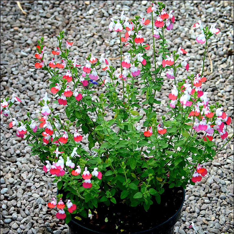 Salvia  'Little Kiss' (P)