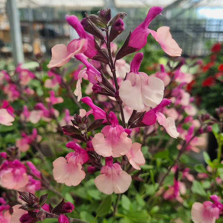 Salvia  Melba Magic� 'Peach' (P)