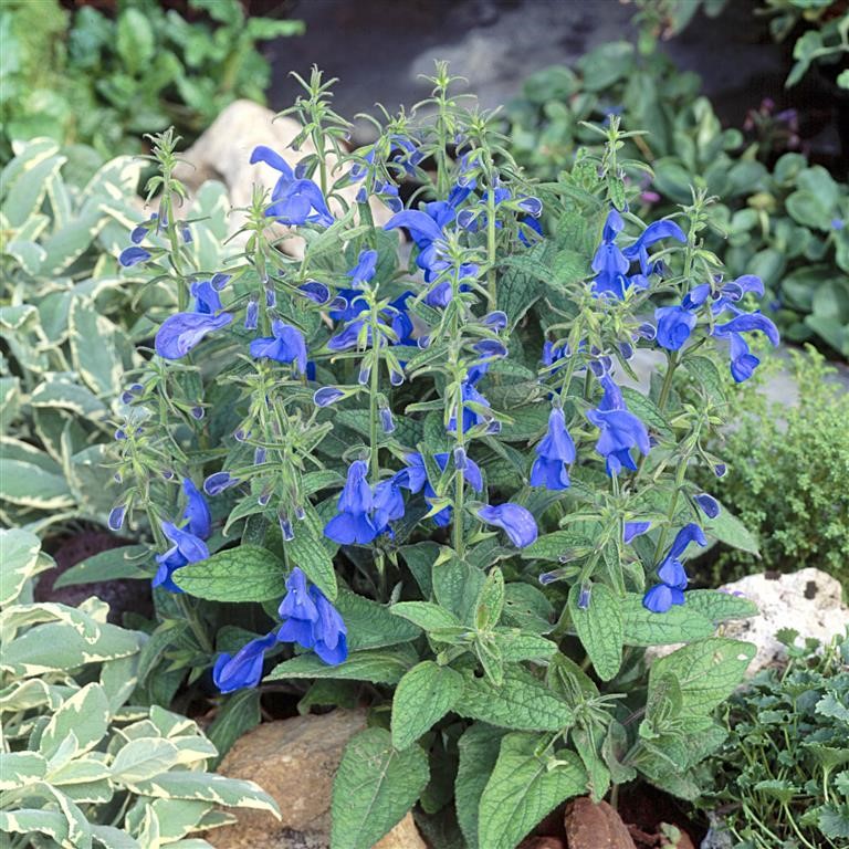 Salvia patens 'Patio Deep Blue'