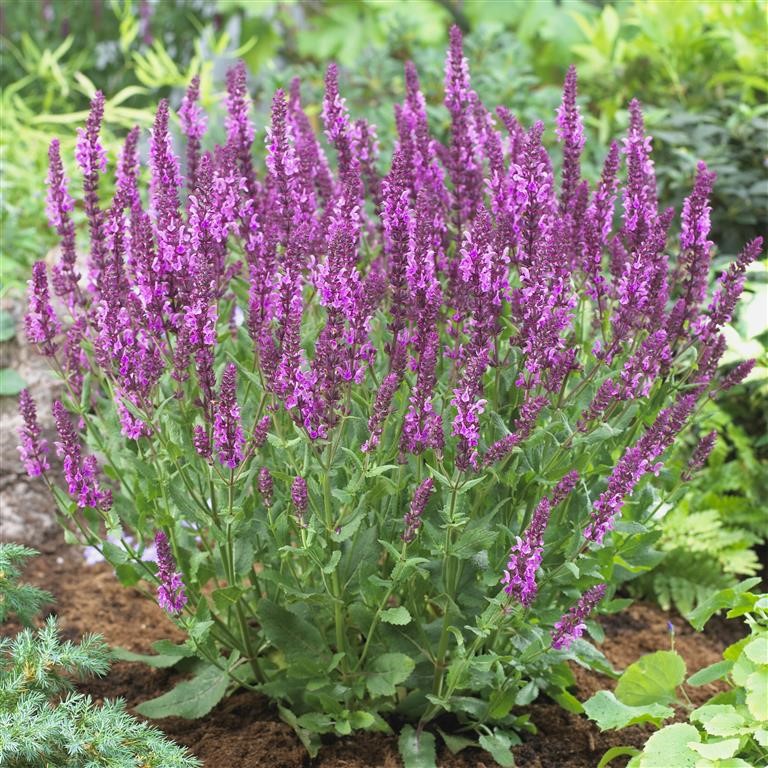 Salvia nem. 'Pink Friesland' (P)