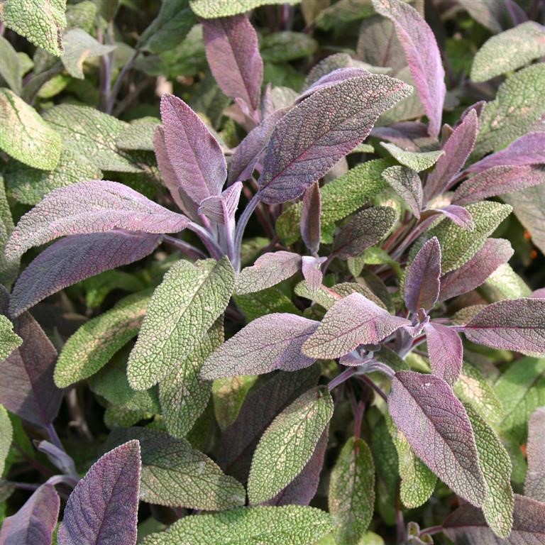Salvia officinalis 'Purpurascens' (Sage)