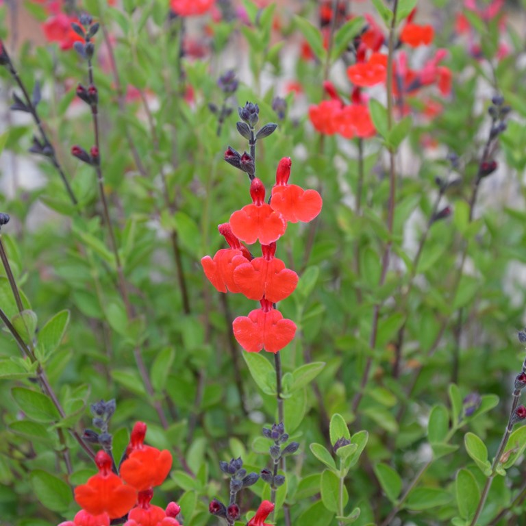 Salvia  'Royal Bumble'