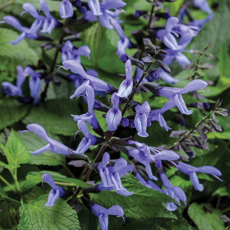 Salvia Rockin' 'Blue Suede Shoes' (P)