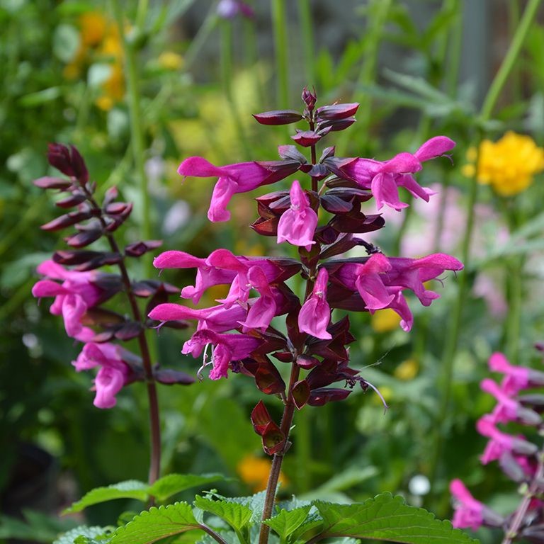 Salvia Rockin' 'Fuchsia' (P)