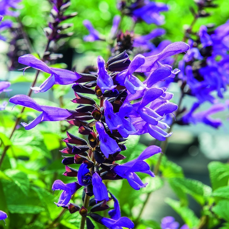 Salvia Rockin' 'Lavender' (P)