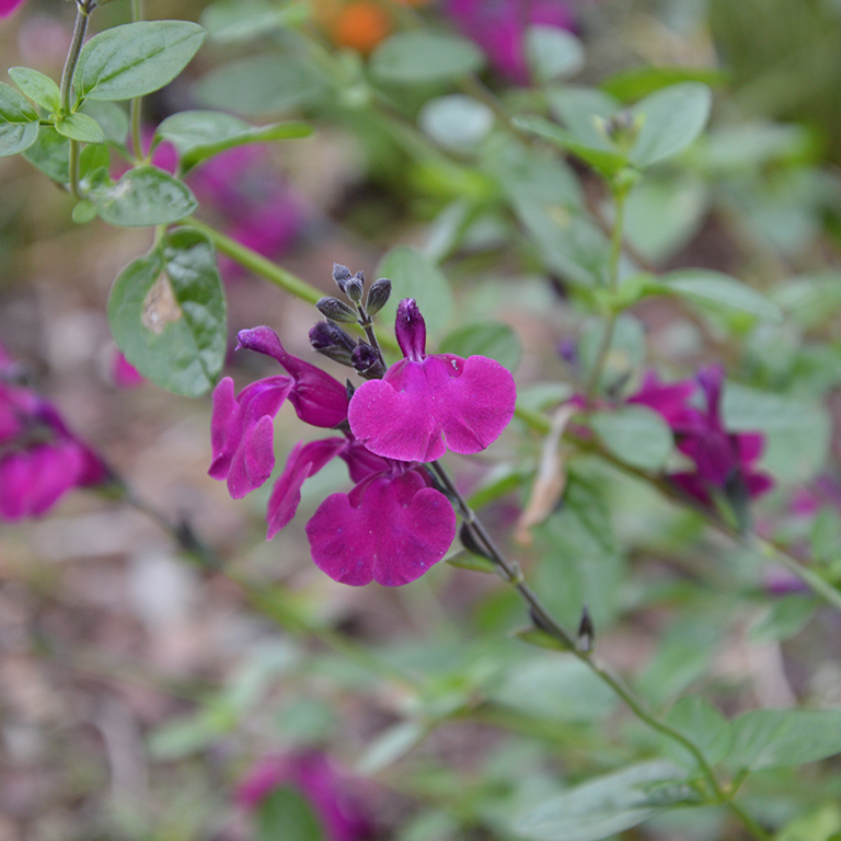 Salvia 'Viola's Darling' (P)